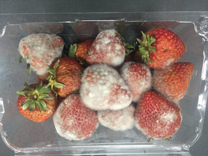 strawberries after being in a fridge without the pureAir FRIDGE air purifier